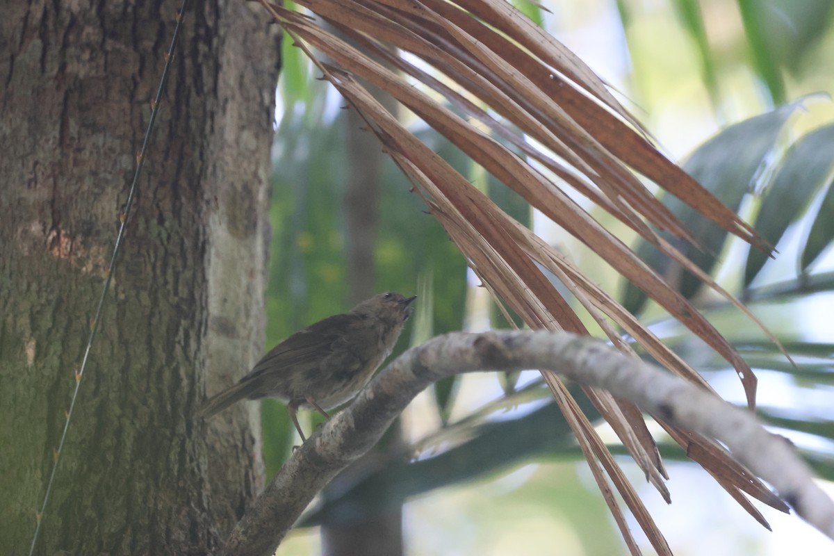 メグロヤブムシクイ - ML645933020