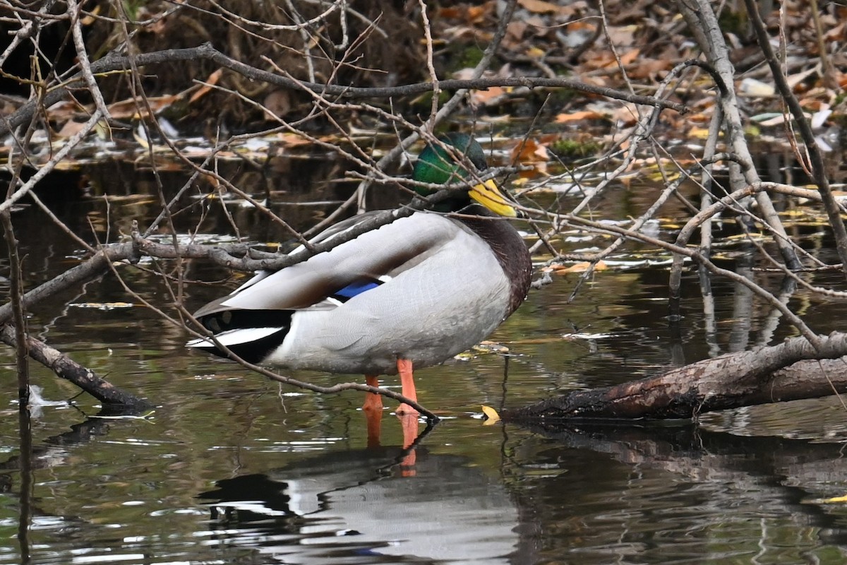 綠頭鴨 - ML645933021