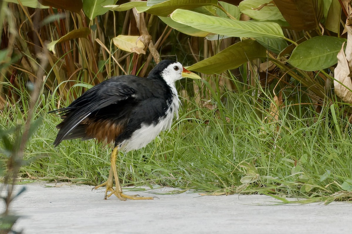 白腹秧雞 - ML645933023