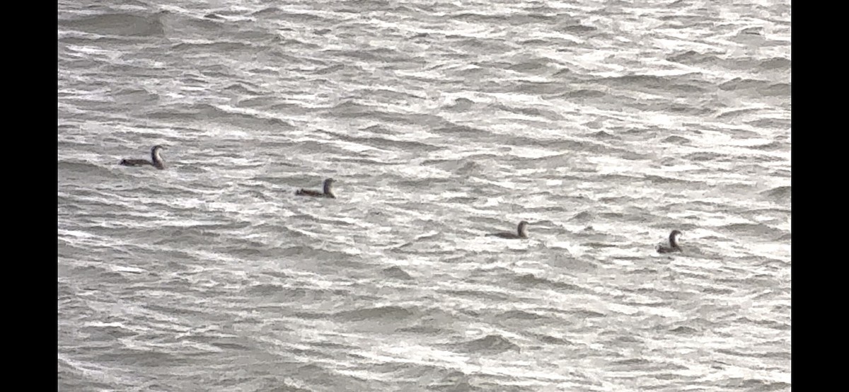 紅喉潛鳥 - ML645933025