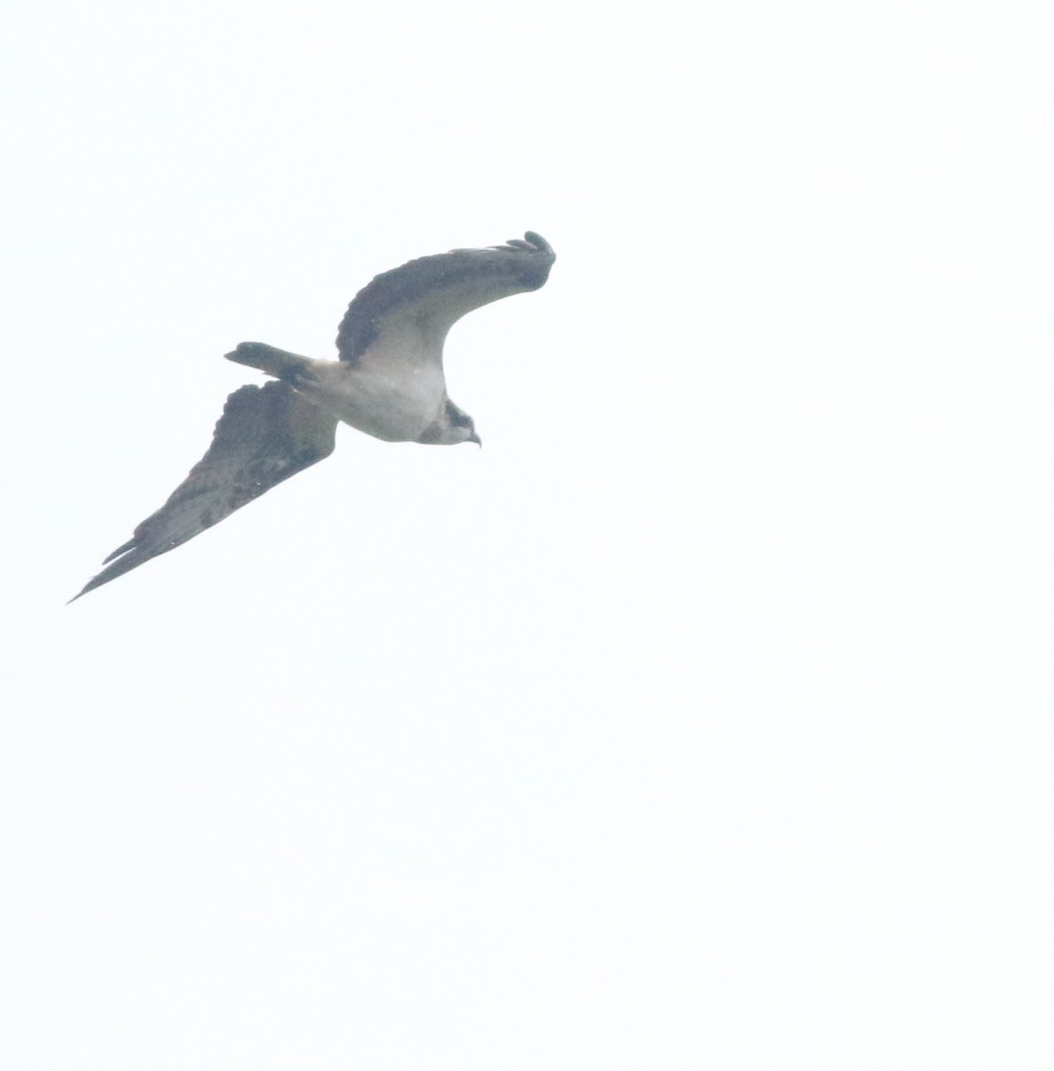 魚鷹 - ML645933030