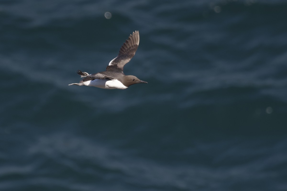 崖海鴉 - ML645933033