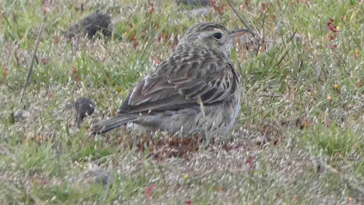 Australian Pipit - ML645933034