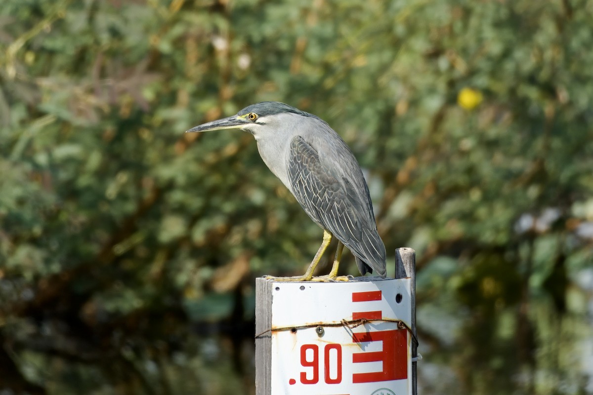綠簑鷺 - ML645933038