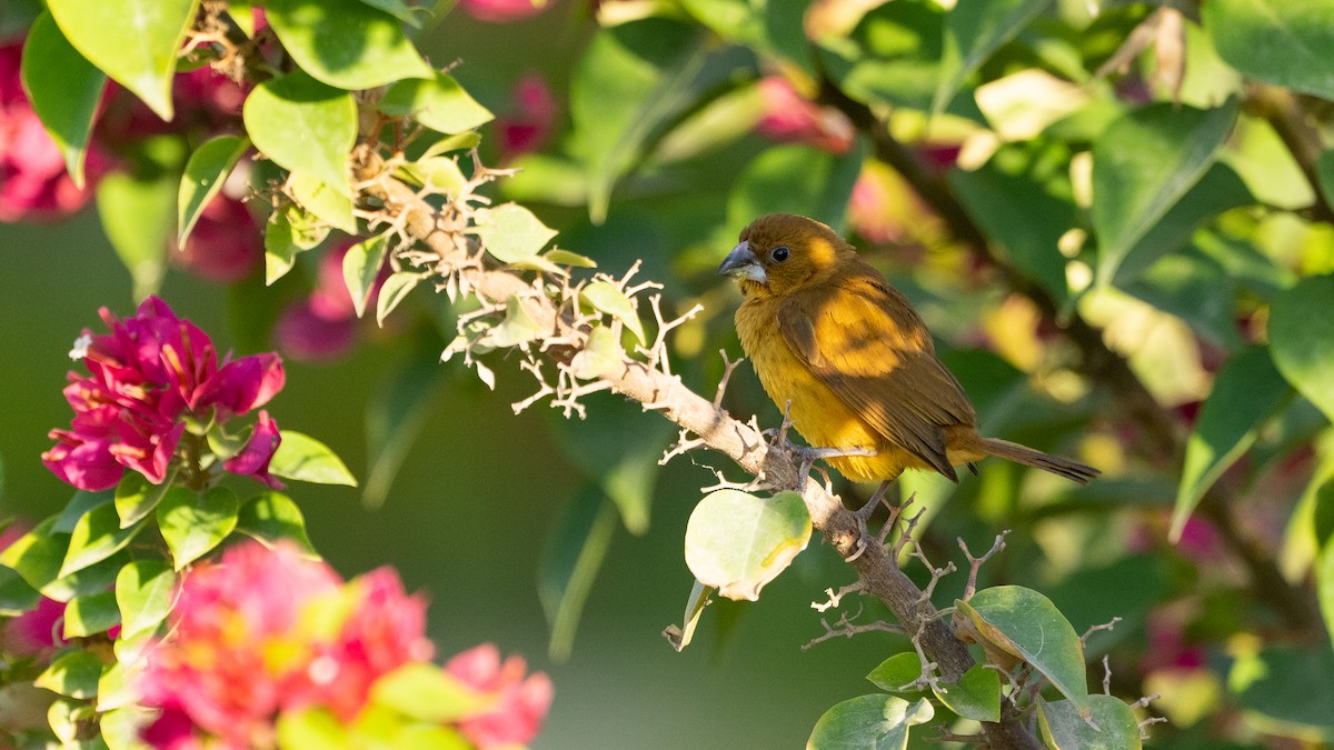 斑文鳥 - ML645933039