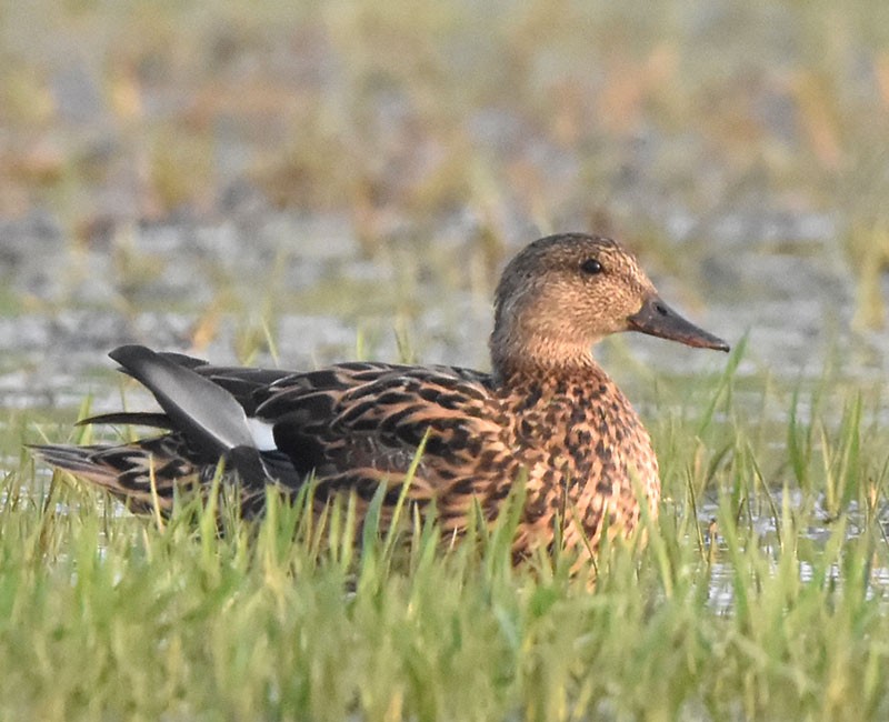 赤膀鴨 - ML645933041