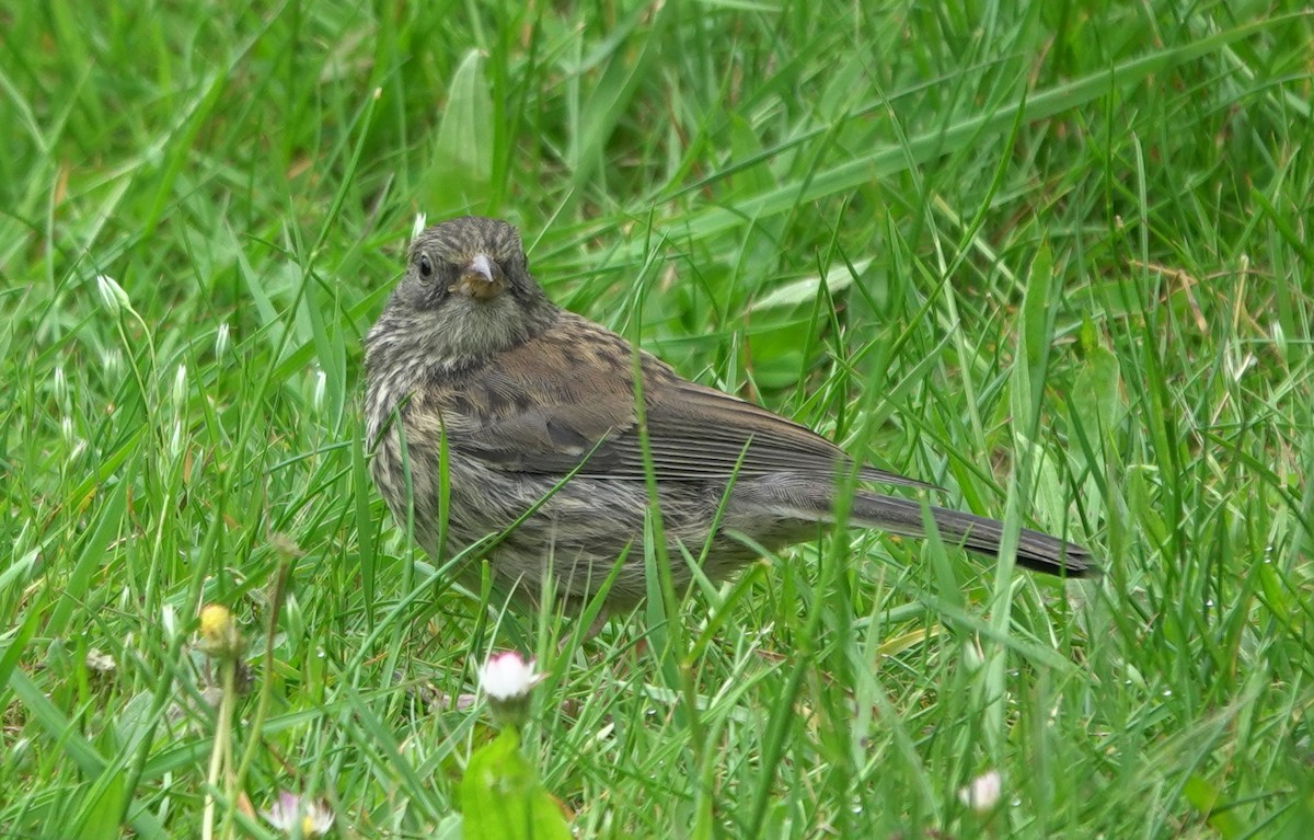 Dark-eyed Junco (Oregon) - ML645933044