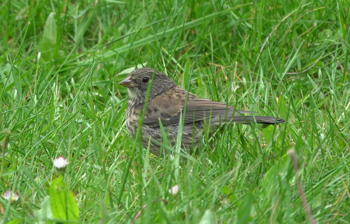 Dark-eyed Junco (Oregon) - ML645933045