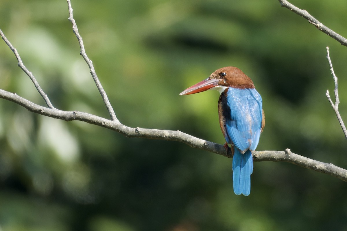 White-throated Kingfisher - ML645933052