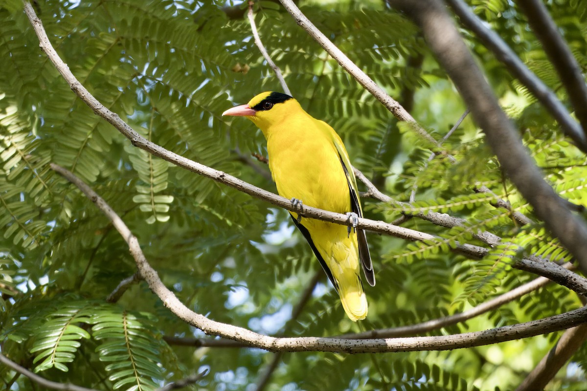 Black-naped Oriole (East Asian) - ML645933056