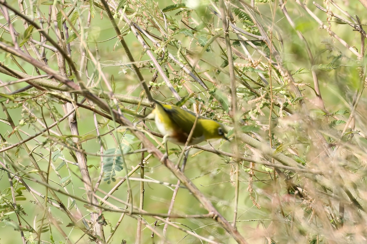 チョウセンメジロ - ML645933089