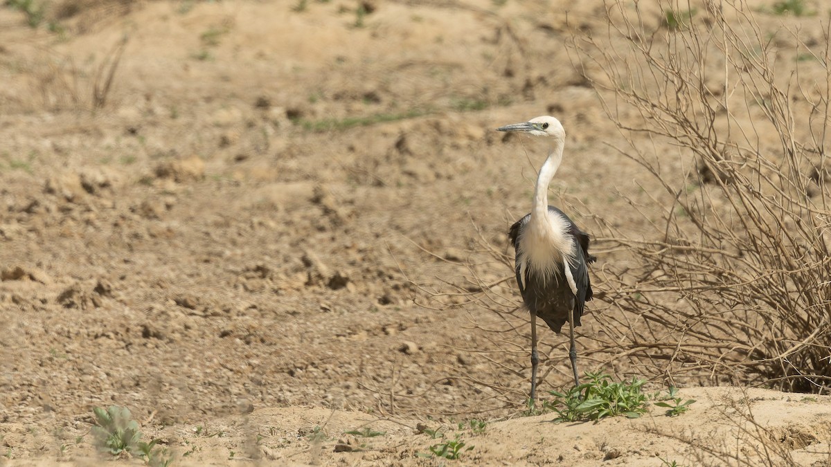 Pacific Heron - ML645933090