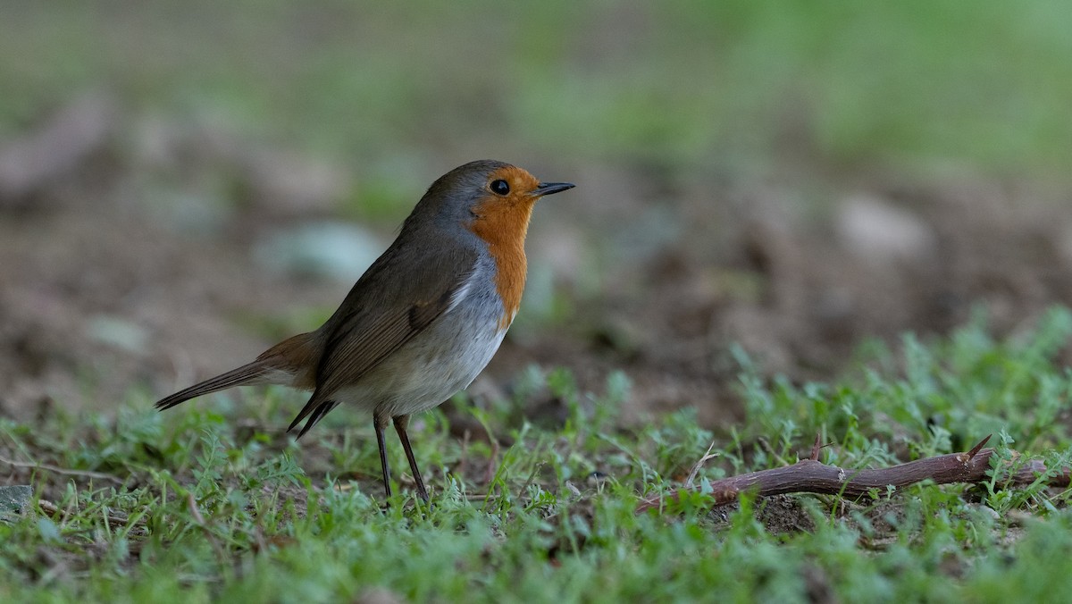 European Robin - ML645933105