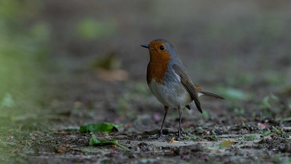 European Robin - ML645933112