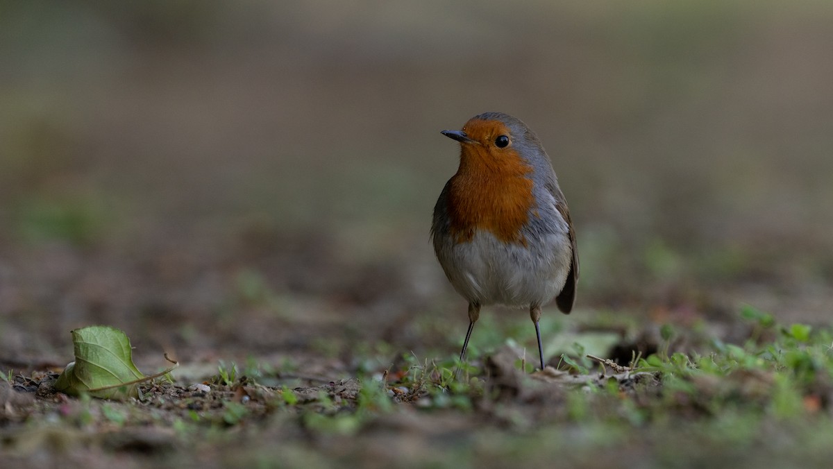 European Robin - ML645933113