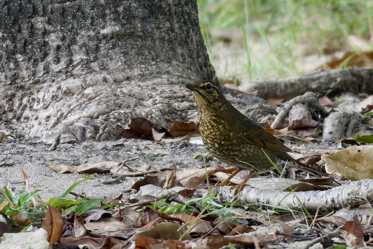 Siberian Thrush - ML645933119