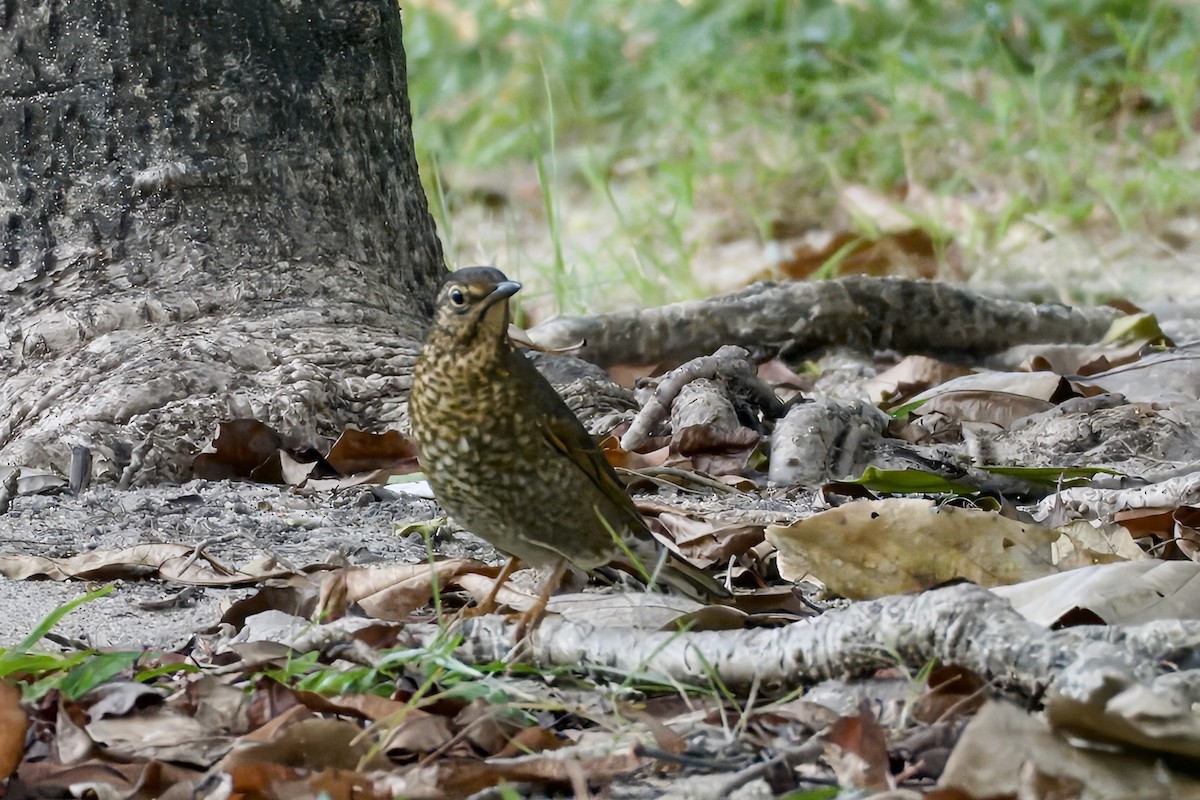 Siberian Thrush - ML645933123
