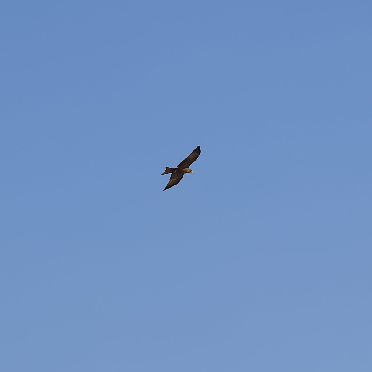 Black Kite - ML645933133