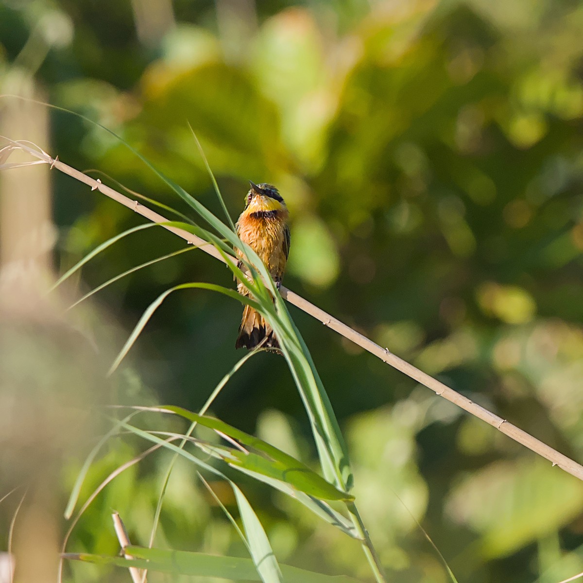 Little Bee-eater - ML645933135