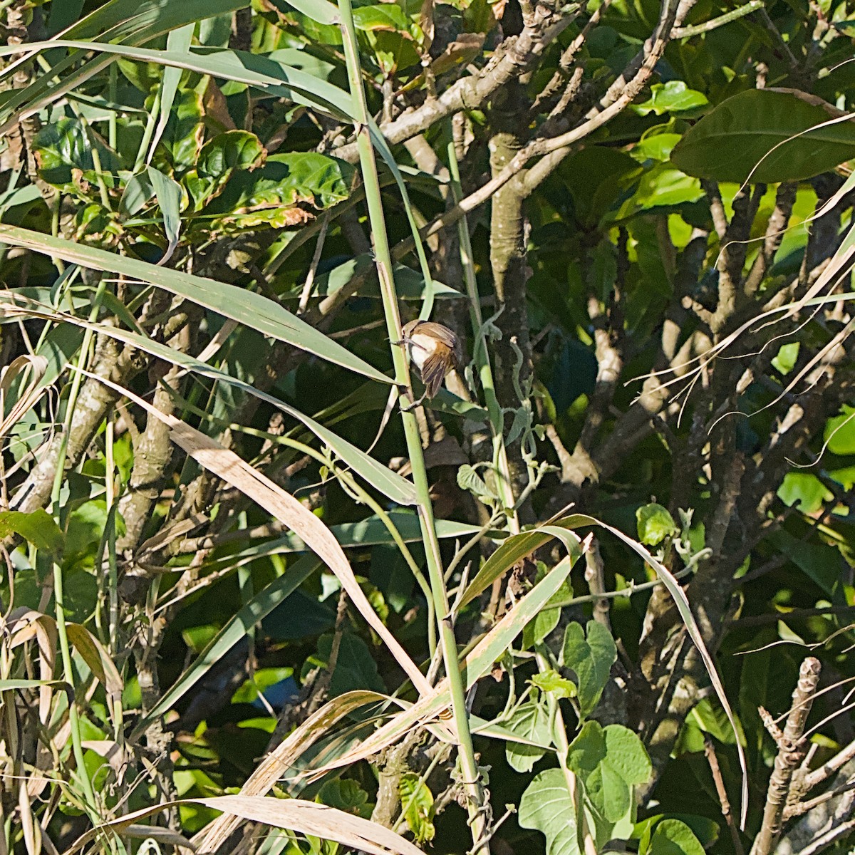 Little Rush Warbler - ML645933136