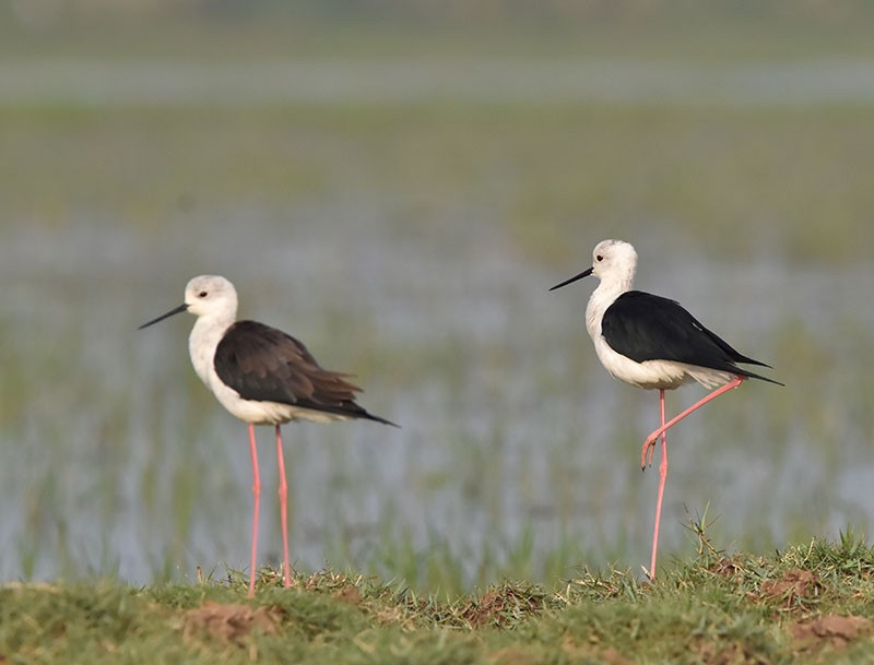 Black-winged Stilt - ML645933138