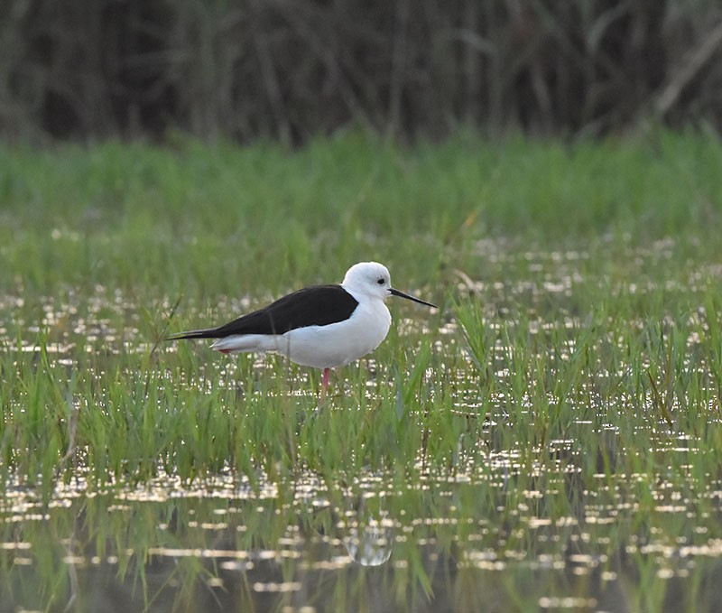 Black-winged Stilt - ML645933139
