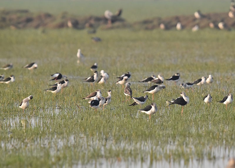 Black-winged Stilt - ML645933140