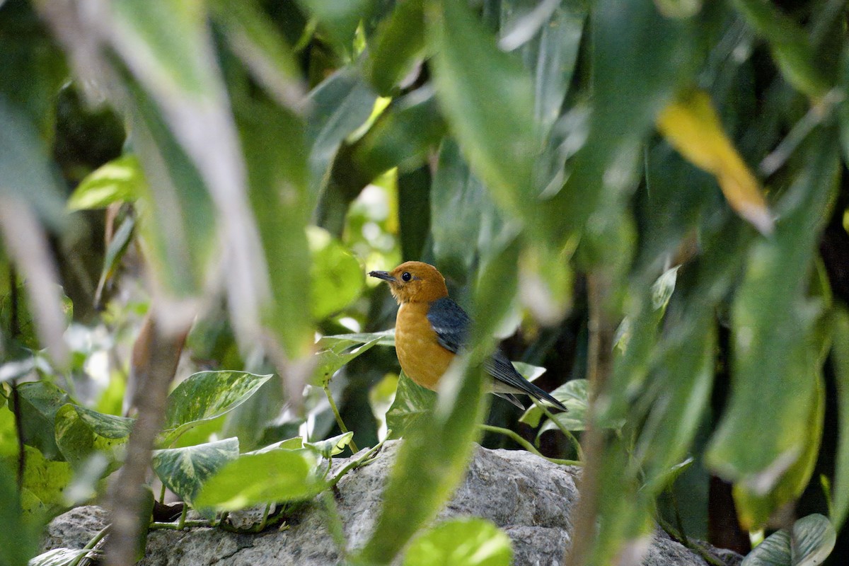 Orange-headed Thrush - ML645933141