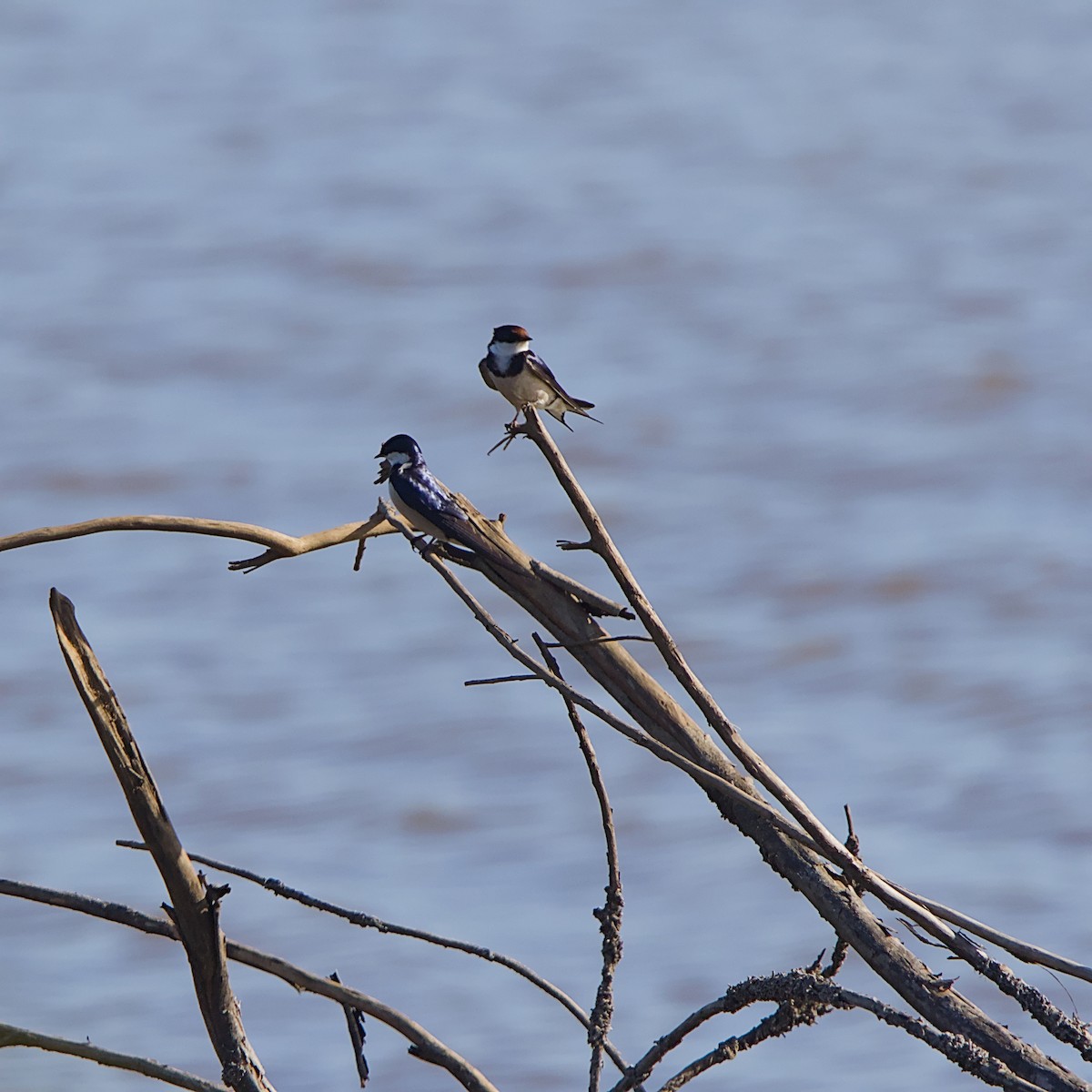 White-throated Swallow - ML645933143