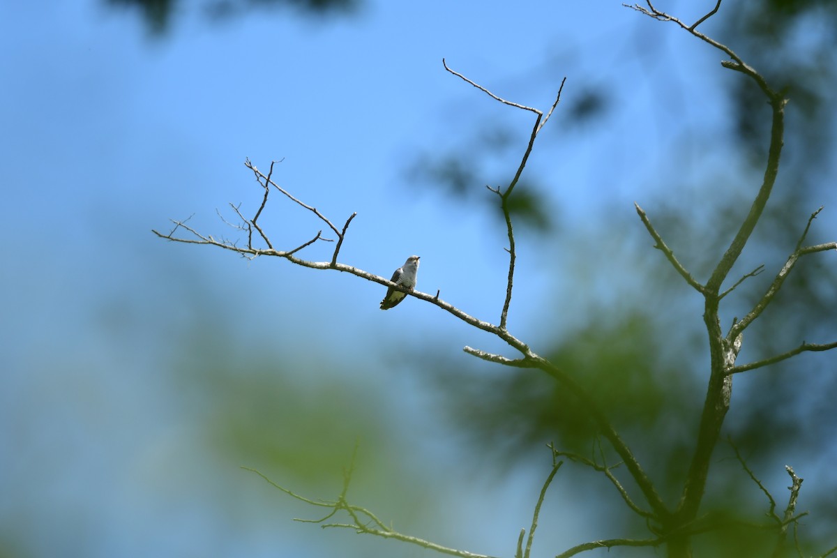 Common Cuckoo - ML645933144