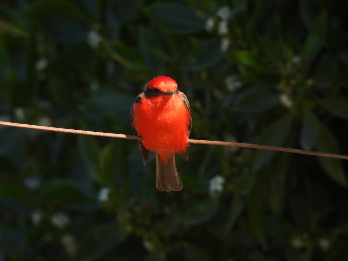 Vermilion Flycatcher - ML645933145