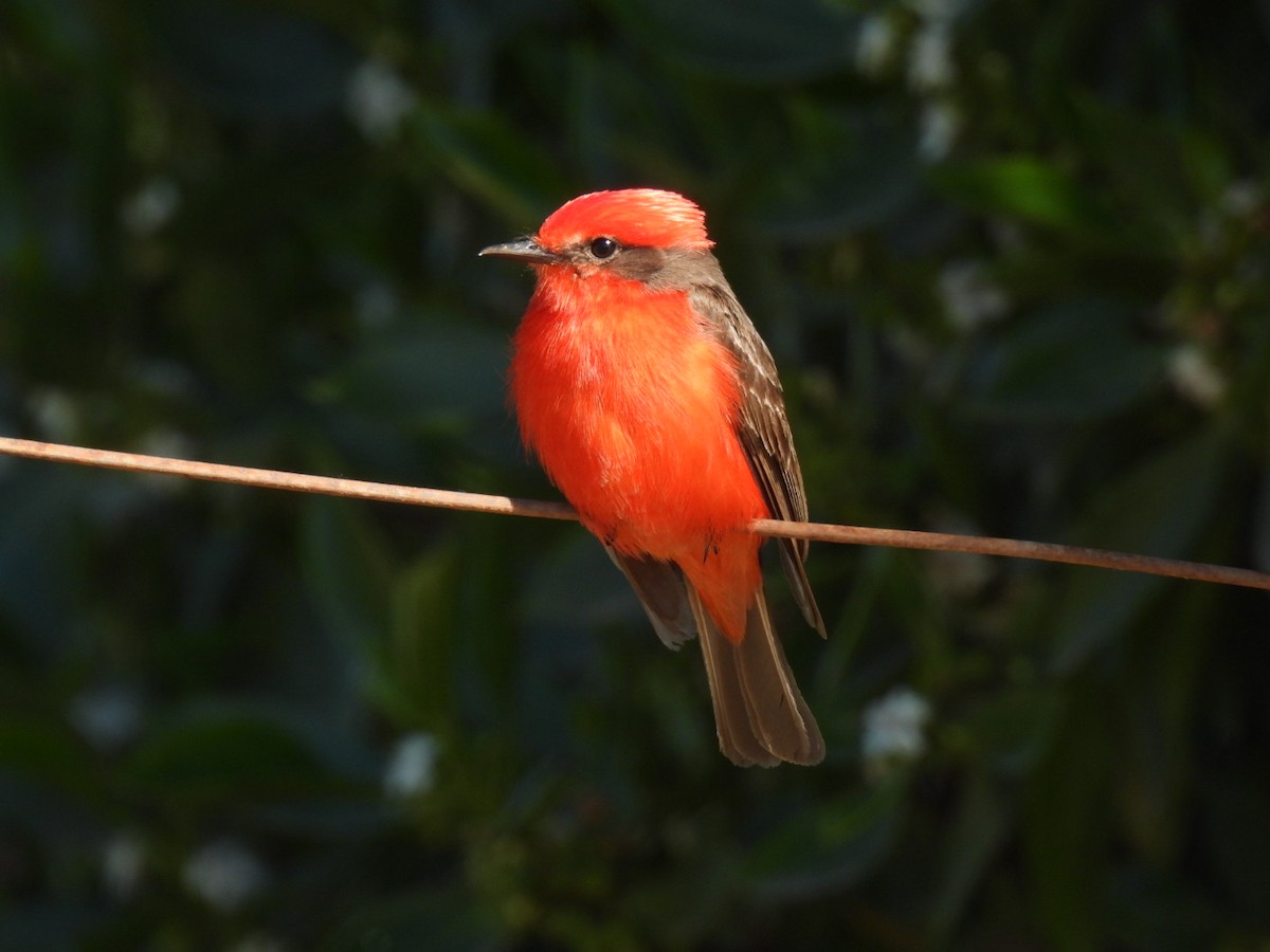 Vermilion Flycatcher - ML645933146