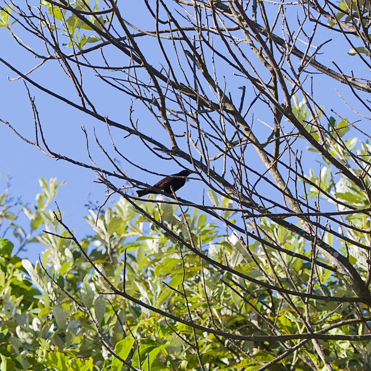 Amethyst Sunbird - ML645933147