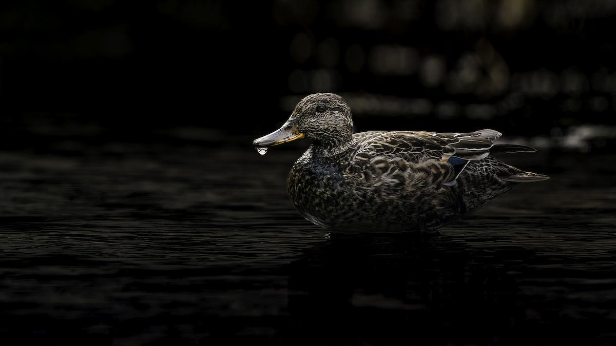 Green-winged Teal (Eurasian) - ML645933148