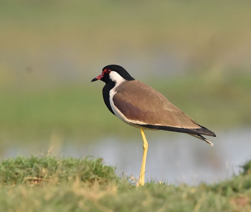 Red-wattled Lapwing - ML645933150