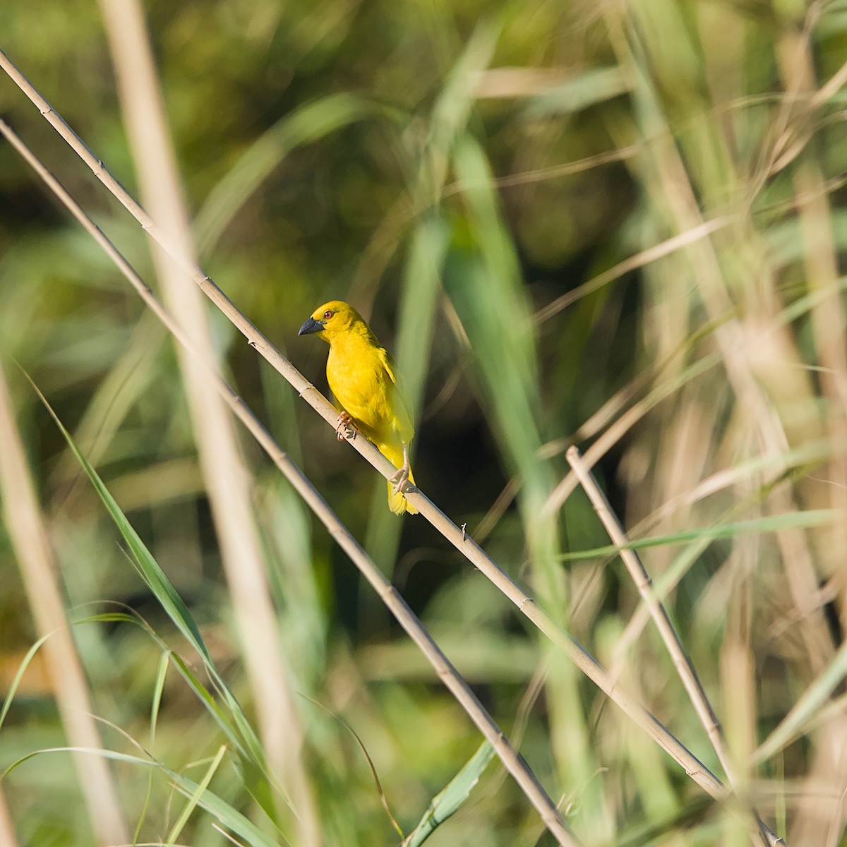 African Golden-Weaver - ML645933153