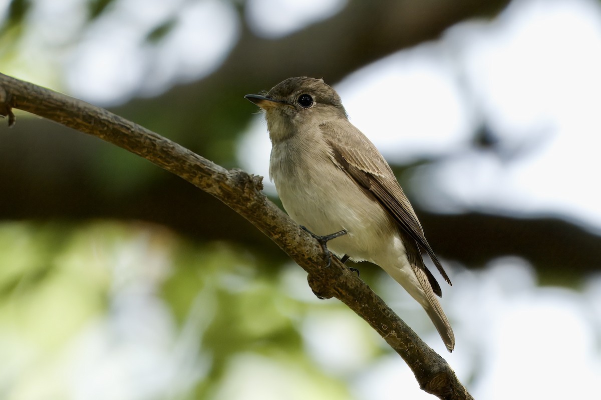 Asian Brown Flycatcher - ML645933154