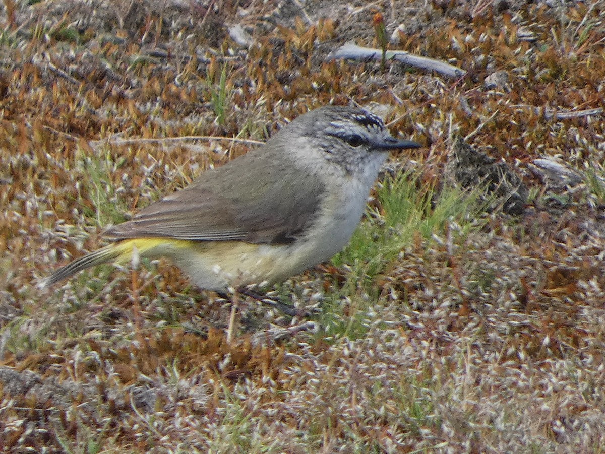 Yellow-rumped Thornbill - ML645933156