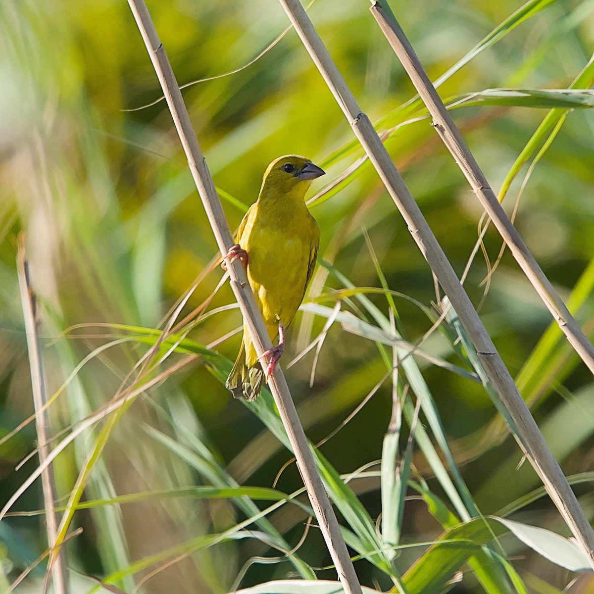 Holub's Golden-Weaver - ML645933157