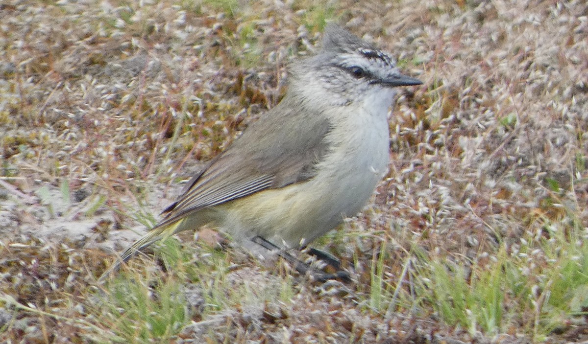 Yellow-rumped Thornbill - ML645933158