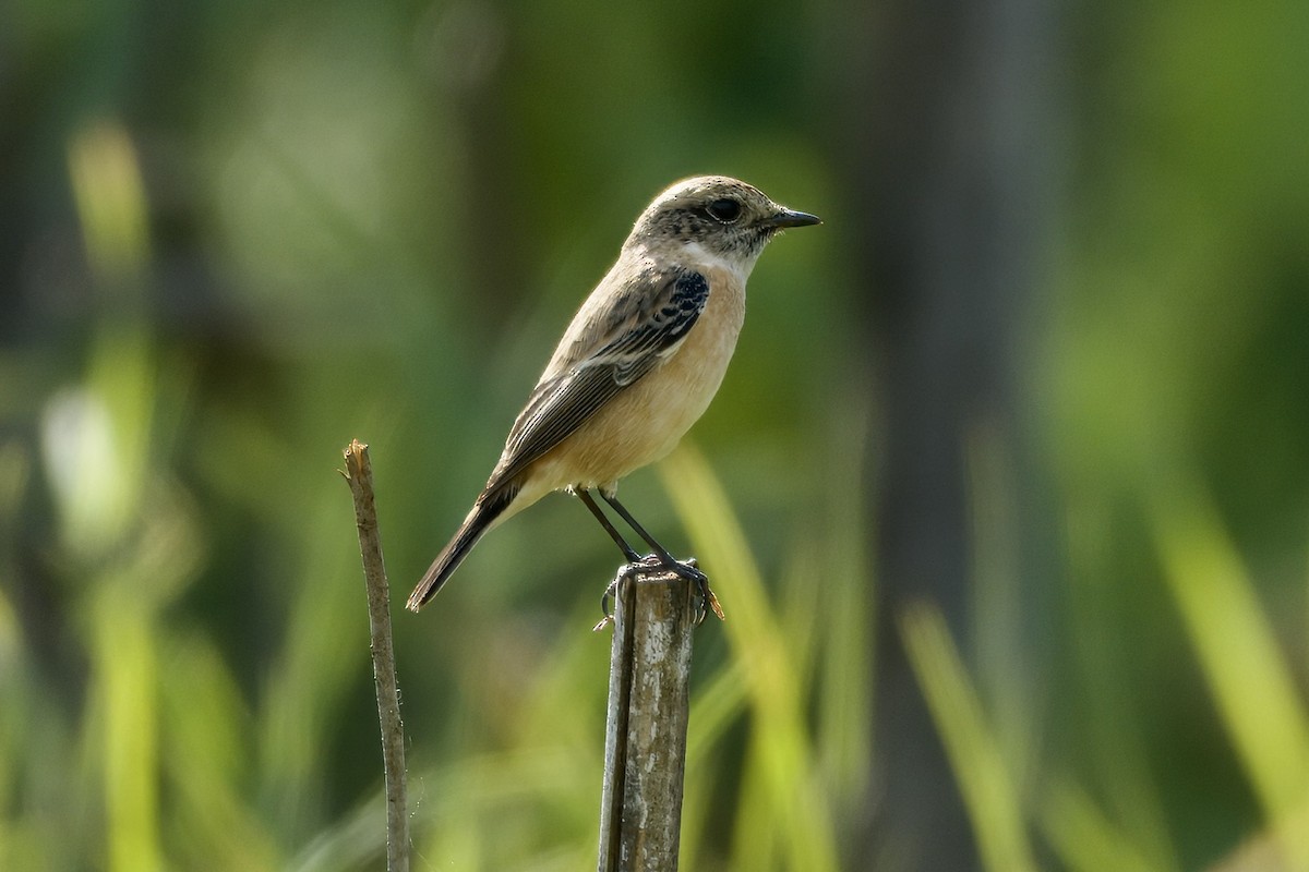 Amur Stonechat - ML645933160