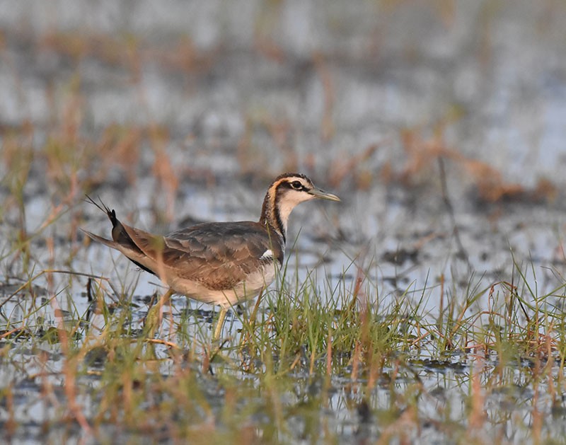 Jacana à longue queue - ML645933163