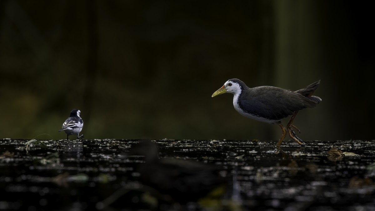White-breasted Waterhen - ML645933164