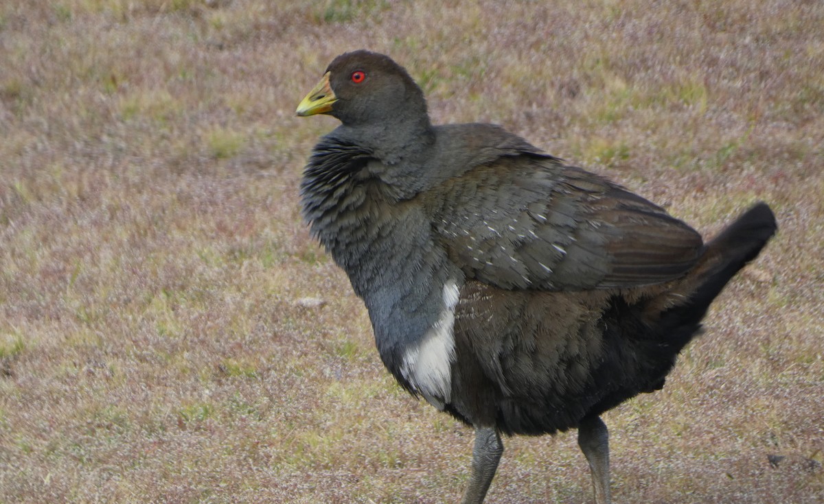 Tasmanian Nativehen - ML645933201