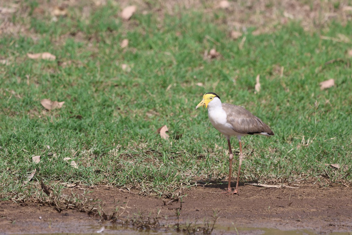 Masked Lapwing (Masked) - ML645933203