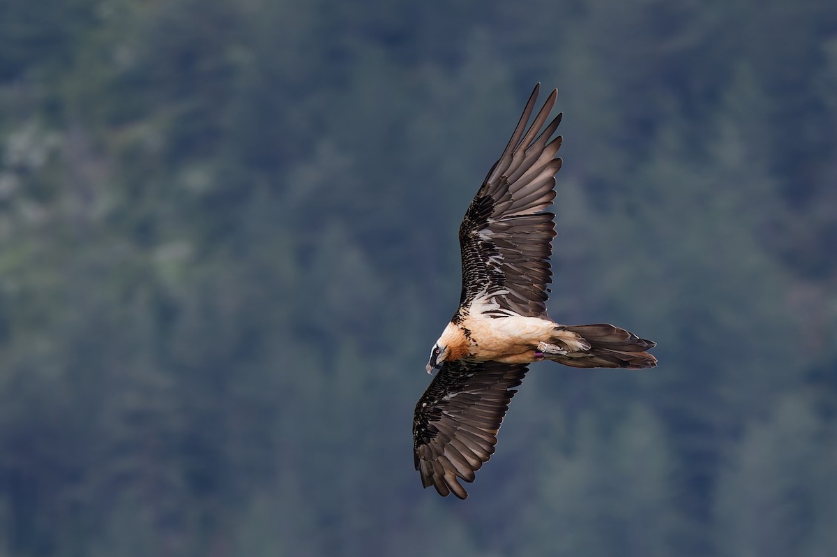 orlosup bradatý - ML645933212