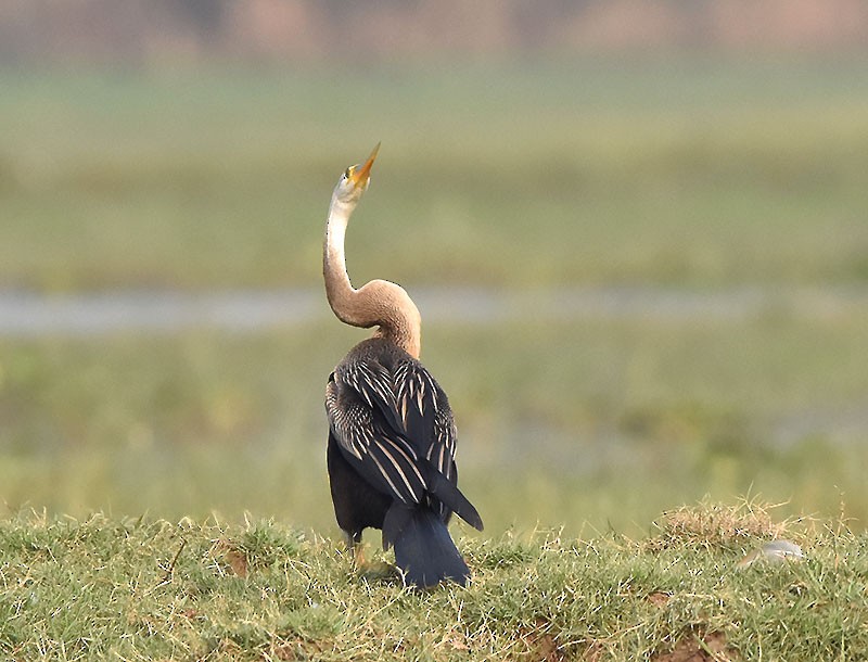 Oriental Darter - ML645933213