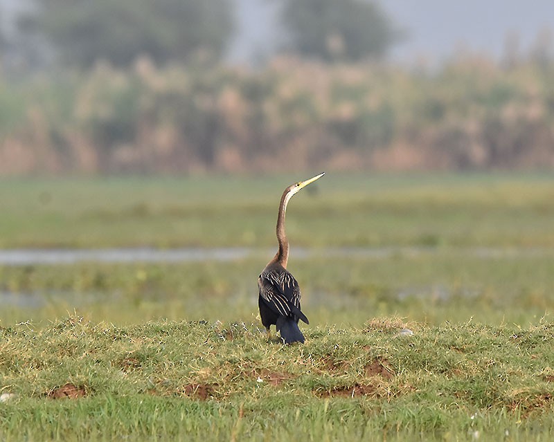Oriental Darter - ML645933214