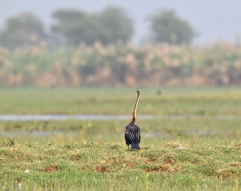 Oriental Darter - ML645933215