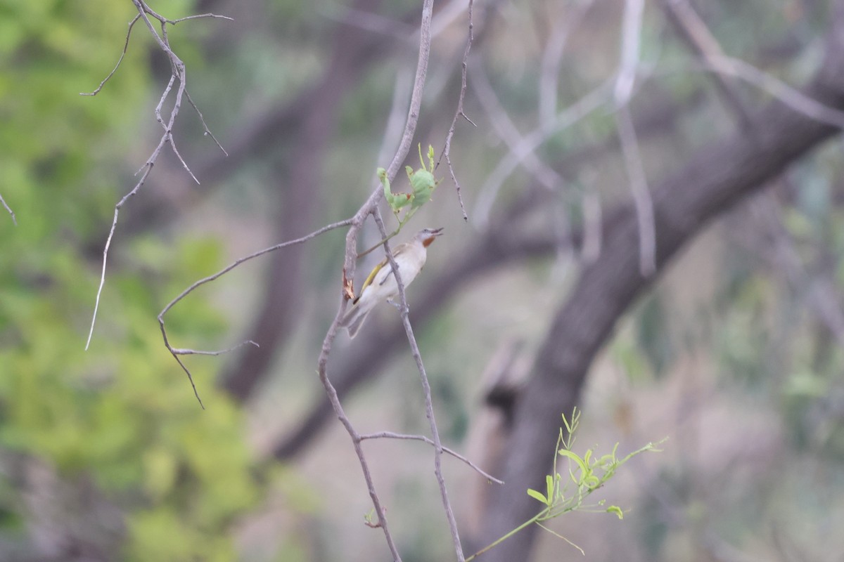 Rufous-throated Honeyeater - ML645933216